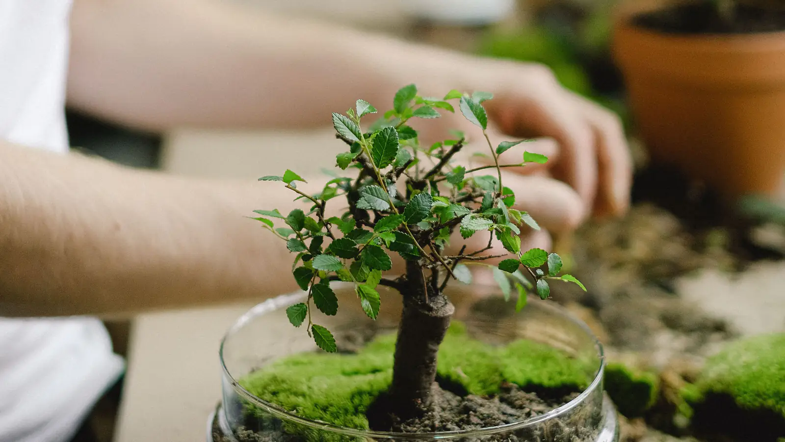 Hände pflegen einen kleinen Bonsai auf einem Arbeitstisch